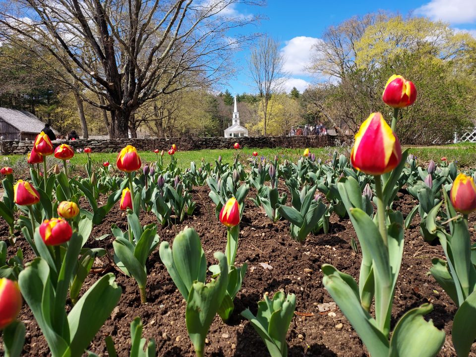 Red and yellow tullps in the garden with the center meetinghouse centered in the background