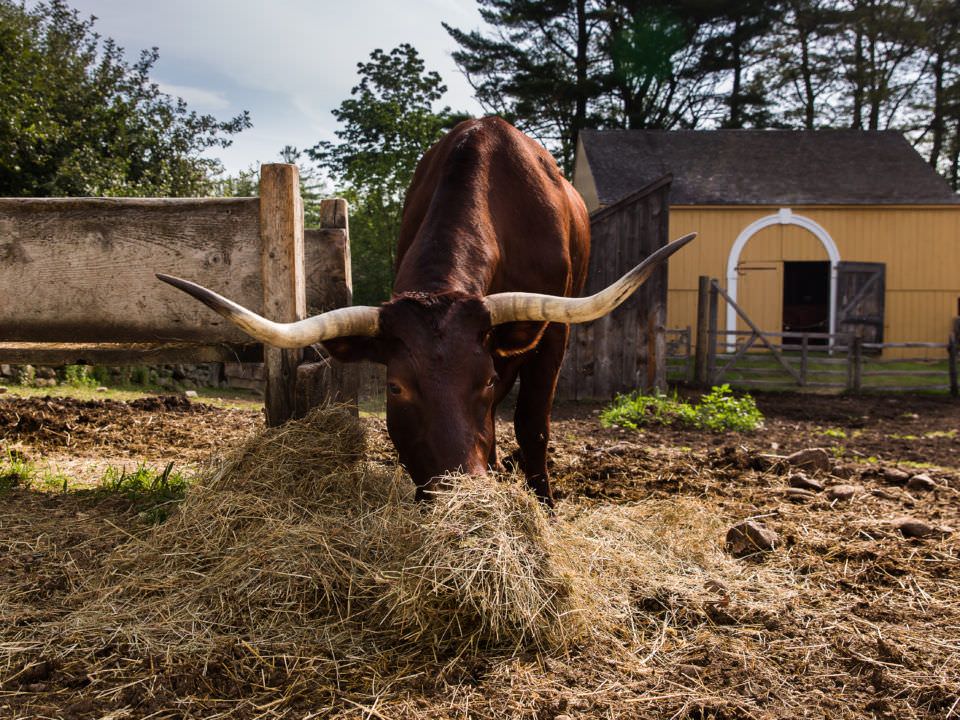 An Ox Eating Hay
