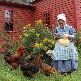 A woman in 1830s dress, cap, and apron sits outside scraping mold off of a wheel of cheese and feeds the scraps to chickens at her feet