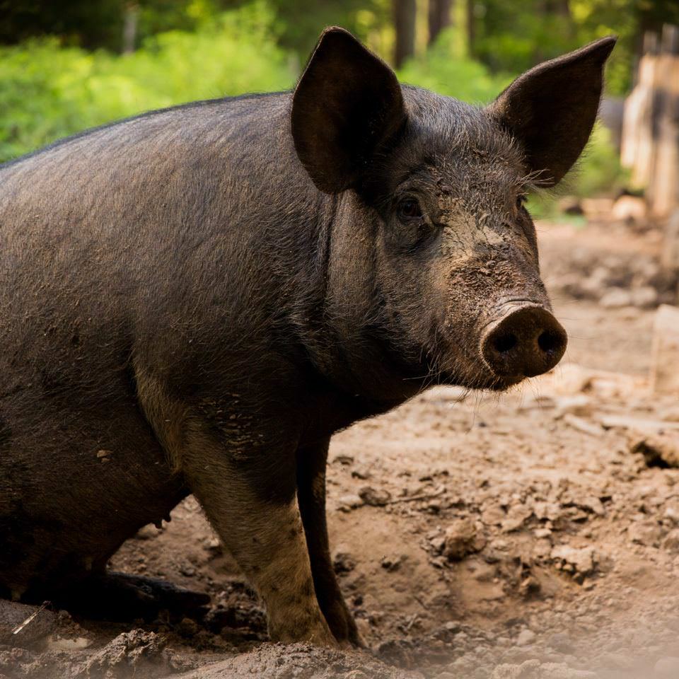 An English Black Pig sits in the mud