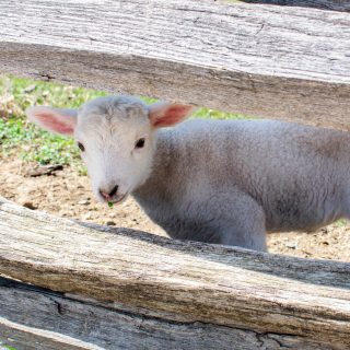 Close up of a young lamb