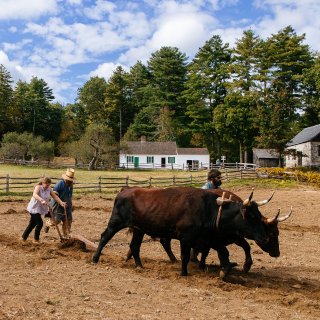 A team of oxen plowing