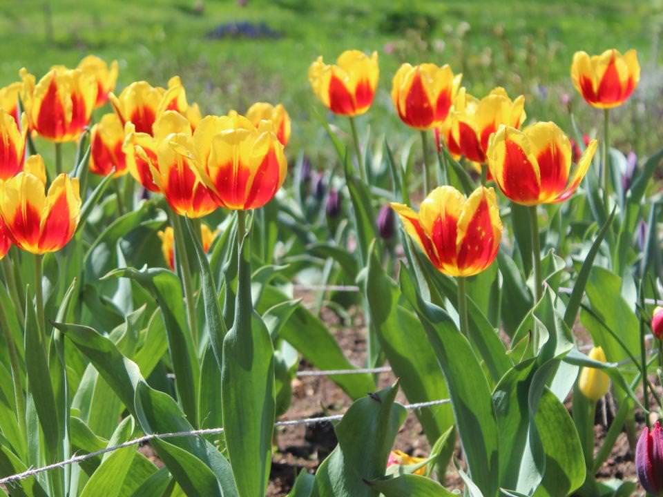 Tulips in the Salem Towne Garden